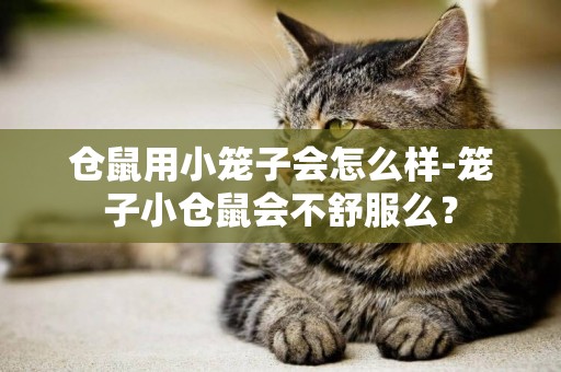 倉鼠用小籠子會怎么樣-籠子小倉鼠會不舒服么？