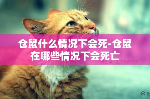 倉鼠什么情況下會死-倉鼠在哪些情況下會死亡