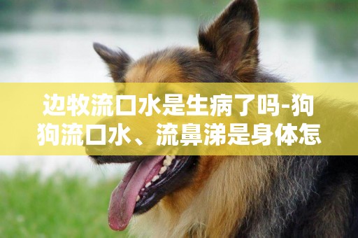 邊牧流口水是生病了嗎-狗狗流口水、流鼻涕是身體怎么了？