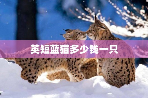 英短藍貓多少錢一只