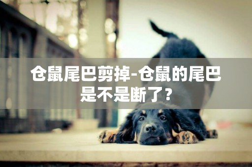 倉鼠尾巴剪掉-倉鼠的尾巴是不是斷了？