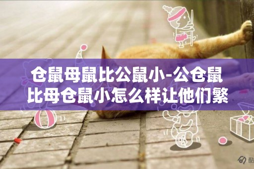 倉鼠母鼠比公鼠小-公倉鼠比母倉鼠小怎么樣讓他們繁殖啊？