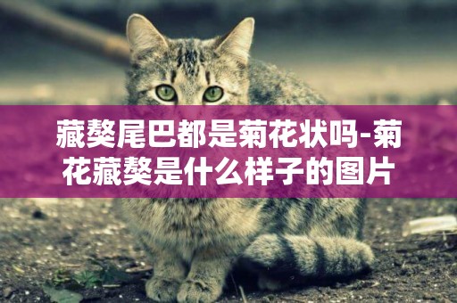 藏獒尾巴都是菊花狀嗎-菊花藏獒是什么樣子的圖片