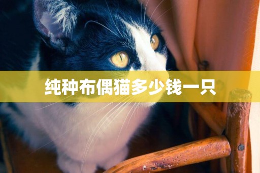 純種布偶貓多少錢一只