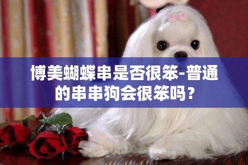 博美蝴蝶串是否很笨-普通的串串狗會很笨嗎？