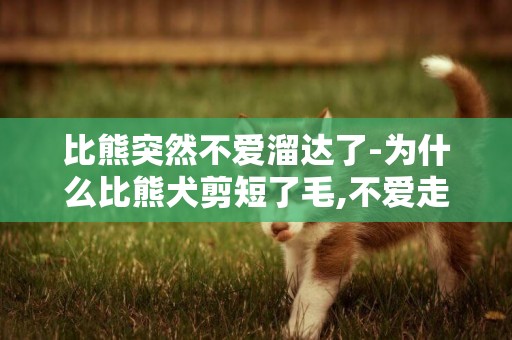 比熊突然不愛溜達了-為什么比熊犬剪短了毛,不愛走路??