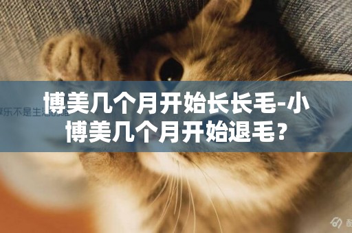 博美幾個月開始長長毛-小博美幾個月開始退毛？