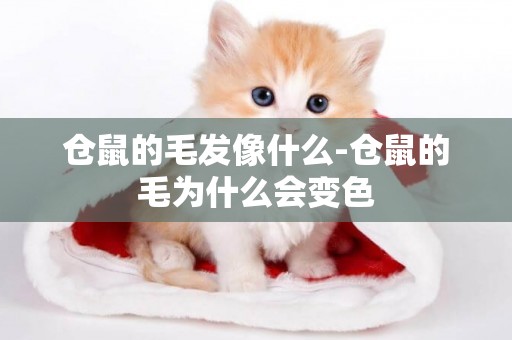 倉鼠的毛發像什么-倉鼠的毛為什么會變色