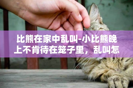 比熊在家中亂叫-小比熊晚上不肯待在籠子里，亂叫怎么辦