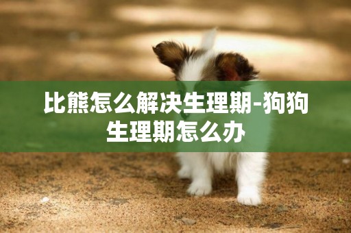 比熊怎么解決生理期-狗狗生理期怎么辦