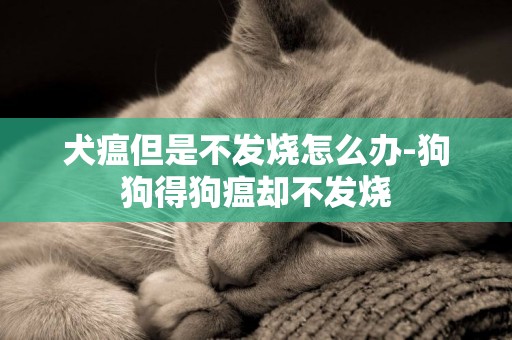 犬瘟但是不發燒怎么辦-狗狗得狗瘟卻不發燒