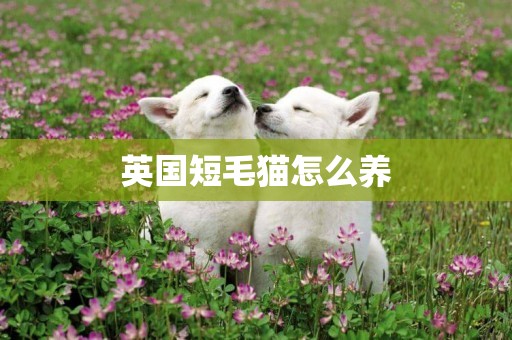英國短毛貓怎么養