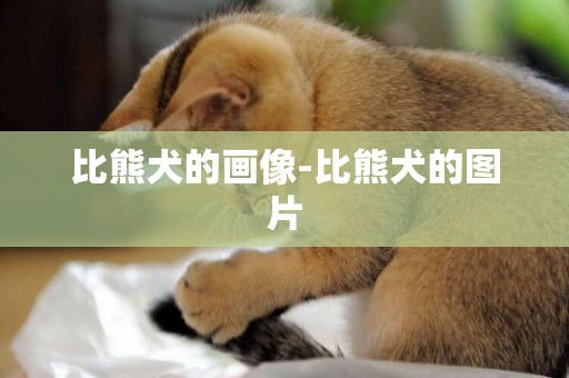 比熊犬的畫像-比熊犬的圖片