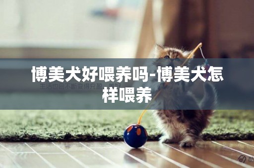 博美犬好喂養嗎-博美犬怎樣喂養