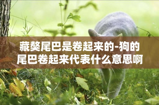 藏獒尾巴是卷起來的-狗的尾巴卷起來代表什么意思啊