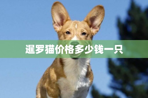 暹羅貓價格多少錢一只