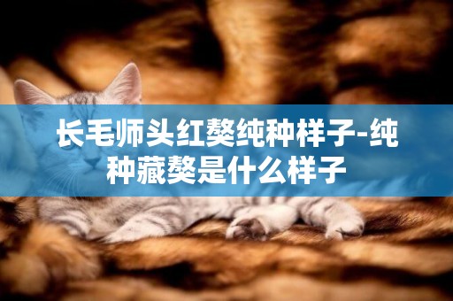長毛師頭紅獒純種樣子-純種藏獒是什么樣子