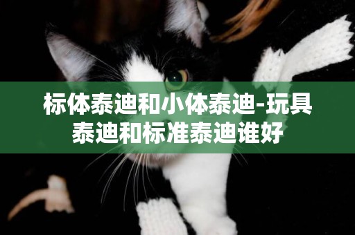 標體泰迪和小體泰迪-玩具泰迪和標準泰迪誰好