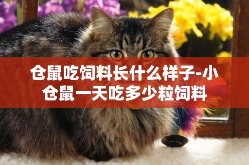 倉鼠吃飼料長什么樣子-小倉鼠一天吃多少粒飼料