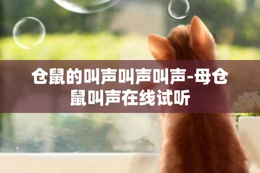 倉鼠的叫聲叫聲叫聲-母倉鼠叫聲在線試聽
