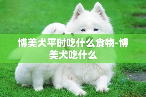 博美犬平時吃什么食物-博美犬吃什么