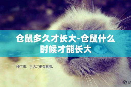 倉鼠多久才長大-倉鼠什么時候才能長大