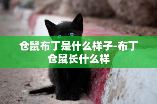 倉鼠布丁是什么樣子-布丁倉鼠長什么樣
