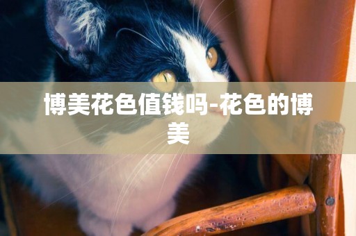 博美花色值錢嗎-花色的博美