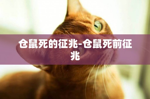 倉鼠死的征兆-倉鼠死前征兆