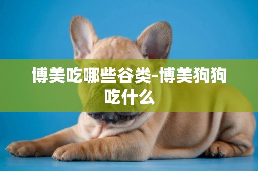 博美吃哪些谷類-博美狗狗吃什么