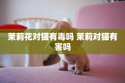 茉莉花對貓有毒嗎 茉莉對貓有害嗎