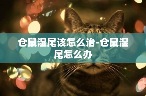 倉鼠濕尾該怎么治-倉鼠濕尾怎么辦