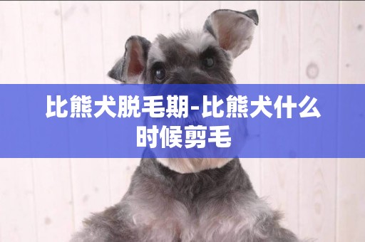 比熊犬脫毛期-比熊犬什么時候剪毛