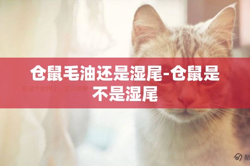 倉鼠毛油還是濕尾-倉鼠是不是濕尾