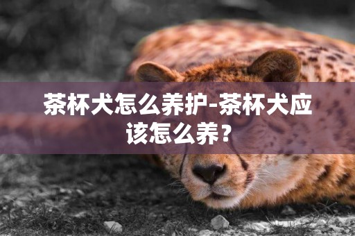 茶杯犬怎么養護-茶杯犬應該怎么養？