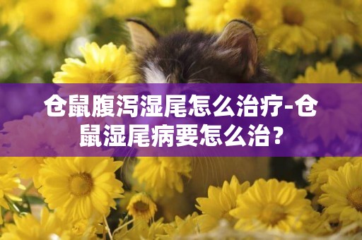 倉鼠腹瀉濕尾怎么治療-倉鼠濕尾病要怎么治？
