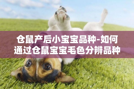 倉鼠產后小寶寶品種-如何通過倉鼠寶寶毛色分辨品種