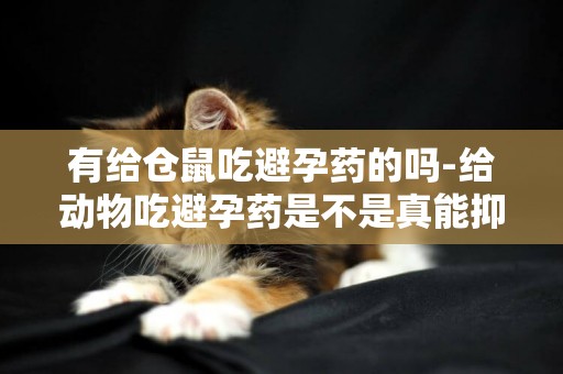 有給倉鼠吃避孕藥的嗎-給動物吃避孕藥是不是真能抑制他們的繁殖？