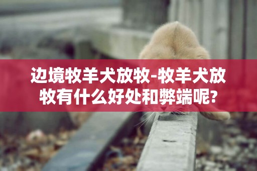 邊境牧羊犬放牧-牧羊犬放牧有什么好處和弊端呢?