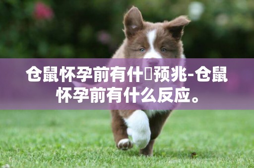 倉鼠懷孕前有什麼預兆-倉鼠懷孕前有什么反應。