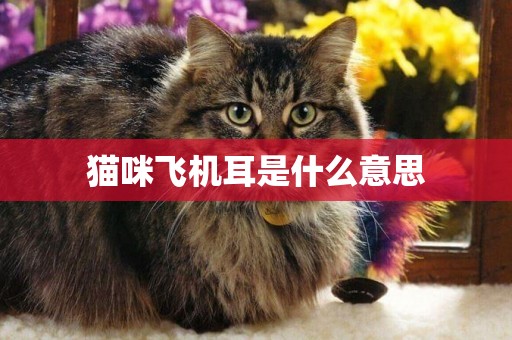 貓咪飛機耳是什么意思
