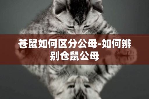 蒼鼠如何區分公母-如何辨別倉鼠公母