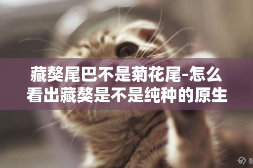 藏獒尾巴不是菊花尾-怎么看出藏獒是不是純種的原生的