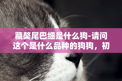 藏獒尾巴細是什么狗-請問這個是什么品種的狗狗，初步判斷是藏獒，到底是不是呢？