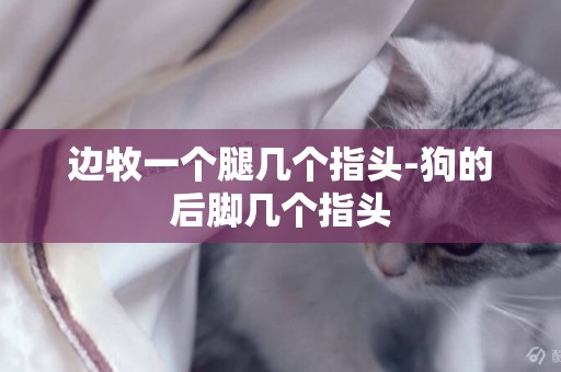 邊牧一個腿幾個指頭-狗的后腳幾個指頭