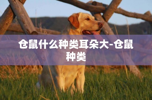 倉鼠什么種類耳朵大-倉鼠種類