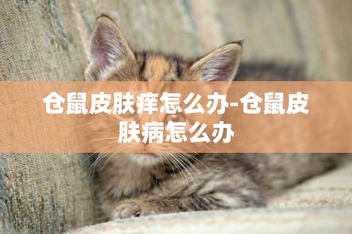 倉鼠皮膚癢怎么辦-倉鼠皮膚病怎么辦