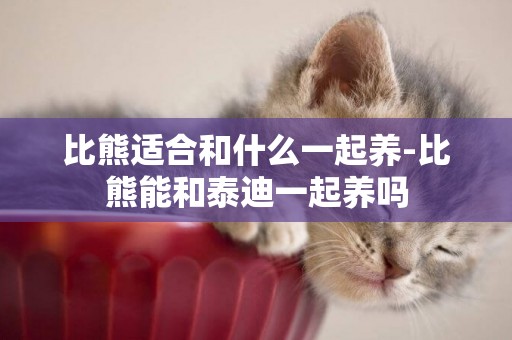 比熊適合和什么一起養-比熊能和泰迪一起養嗎