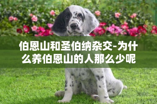 伯恩山和圣伯納雜交-為什么養伯恩山的人那么少呢