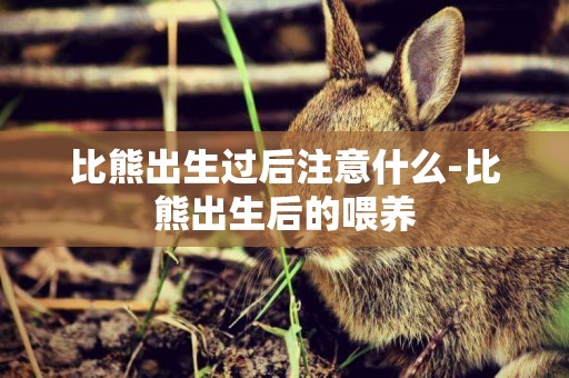 比熊出生過后注意什么-比熊出生后的喂養
